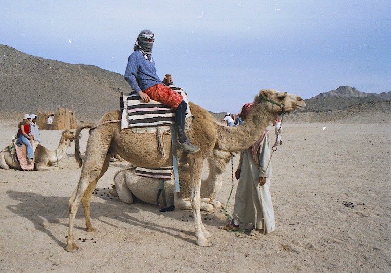 camel riding