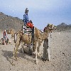 camel riding