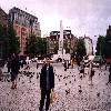 dam pigeons