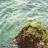 seagull