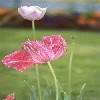 turkish tulip